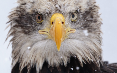 We wont leave you out in the Cold!